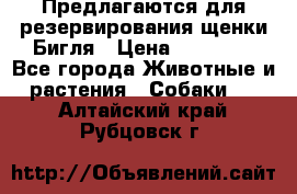 Предлагаются для резервирования щенки Бигля › Цена ­ 40 000 - Все города Животные и растения » Собаки   . Алтайский край,Рубцовск г.